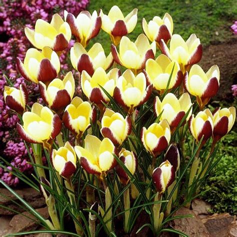 Crocuses၊ Heralds of Spring၊ Erzurum တွင် Bloom ရှိသည်။